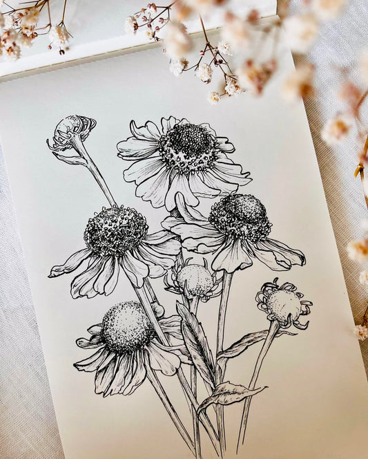 Original Floral Drawing New Blooming Flower Pen Sketch on A4 or A3 Cartridge 130 gsm Paper (NO FRAME) - Limited Edition