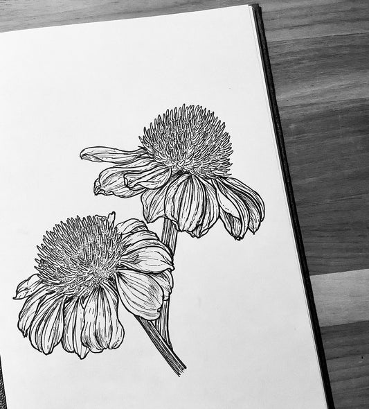 Original Floral Drawing New Blooming Flower Pen Sketch on A4 or A3 Cartridge 130 gsm Paper (NO FRAME) - Limited Edition