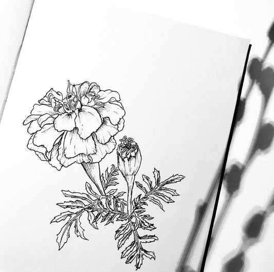 Original Floral Drawing New Blooming Flower Pen Sketch on A4 or A3 Cartridge 130 gsm Paper (NO FRAME) - Limited Edition